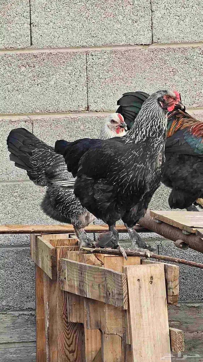 ديك ودجاجتين بلدي احجام كفو . الدجاج بشاير تو بدت تبيض 1