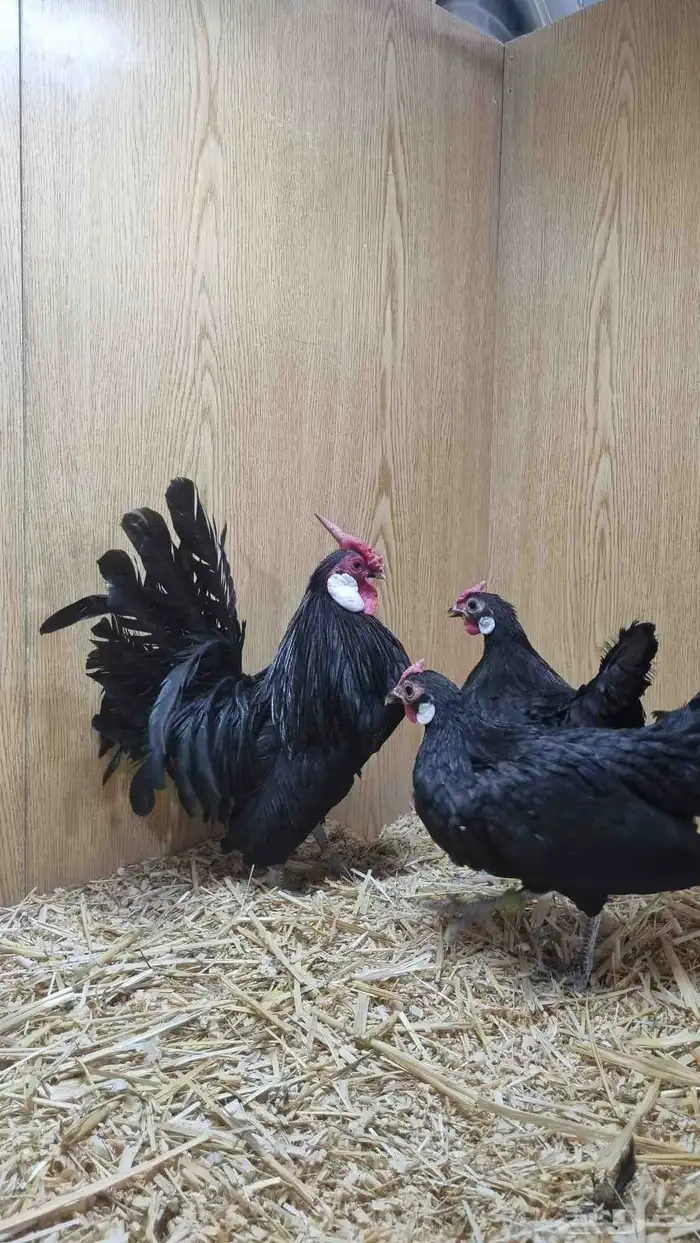 دجاج روز من انتاج خوارج 3