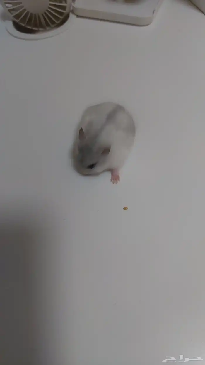 همستر ونتر وايت انثى منجبه 0