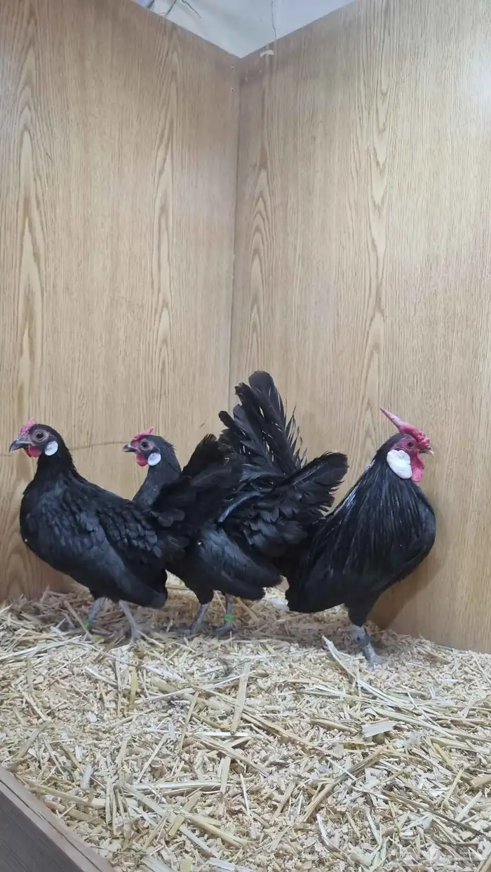 دجاج روز من انتاج خوارج 0