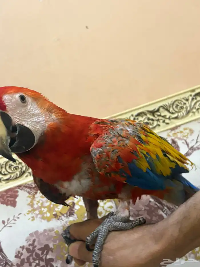 المدينة المنوره 0