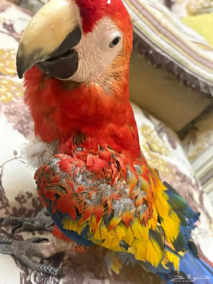 المدينة المنوره 2