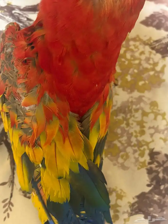 المدينة المنوره 4