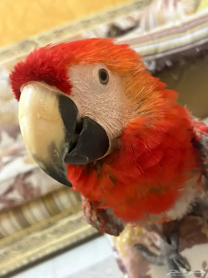 المدينة المنوره 1