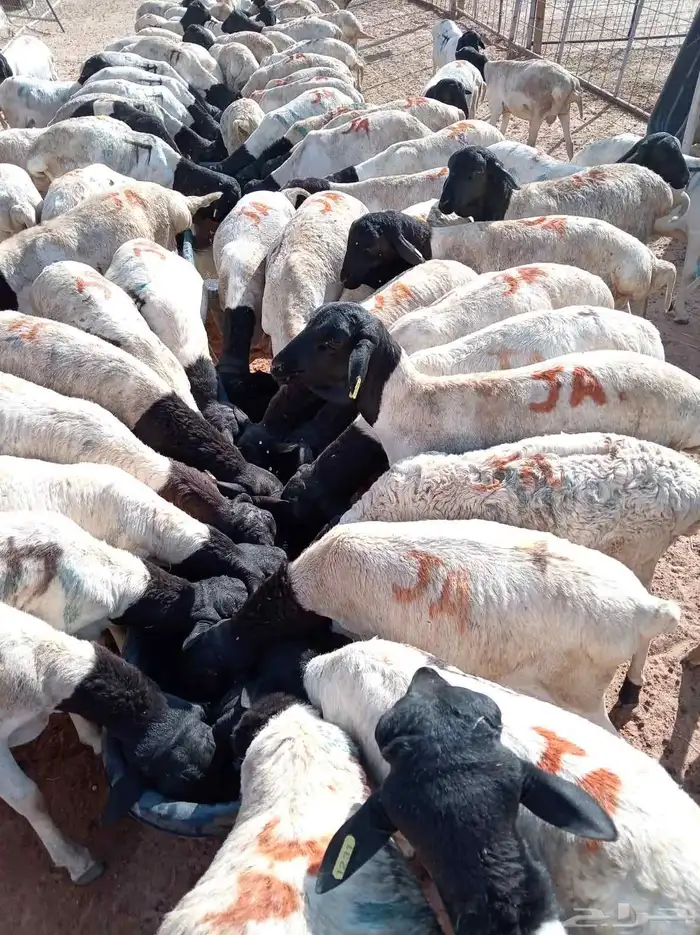 للتجار وأصحاب الملاحم لا يفوتك البرابر التربية بسعر480 3