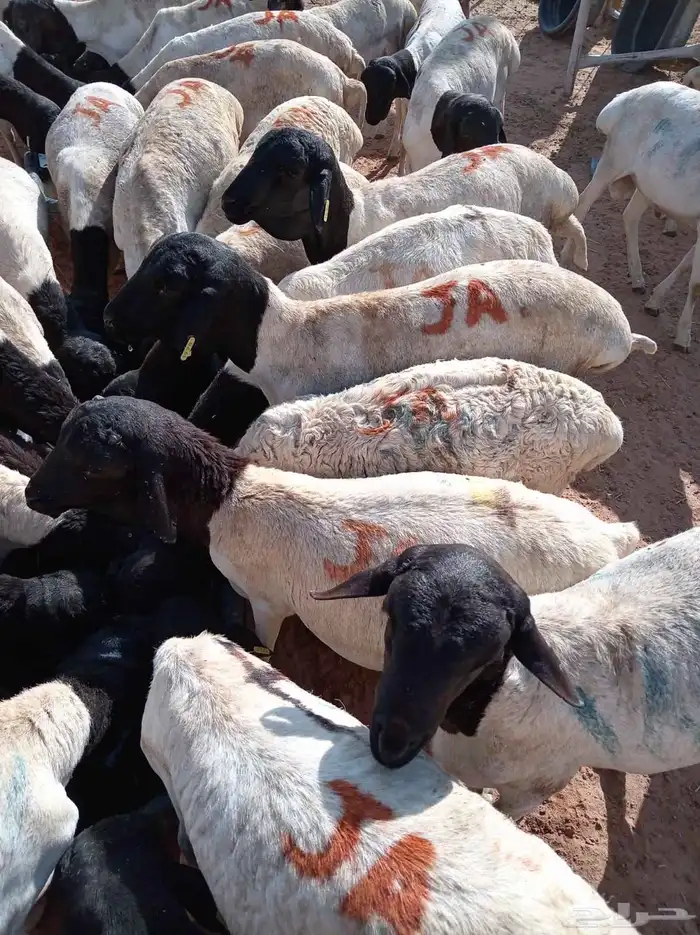 للتجار وأصحاب الملاحم لا يفوتك البرابر التربية بسعر480 1