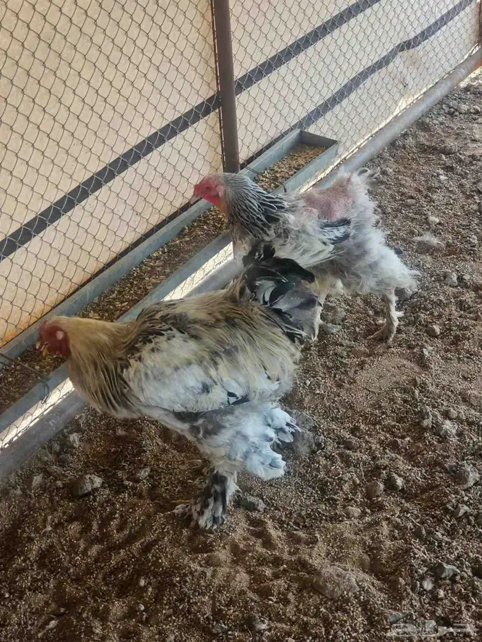 دجاج براهما كلمبي للبيع 1