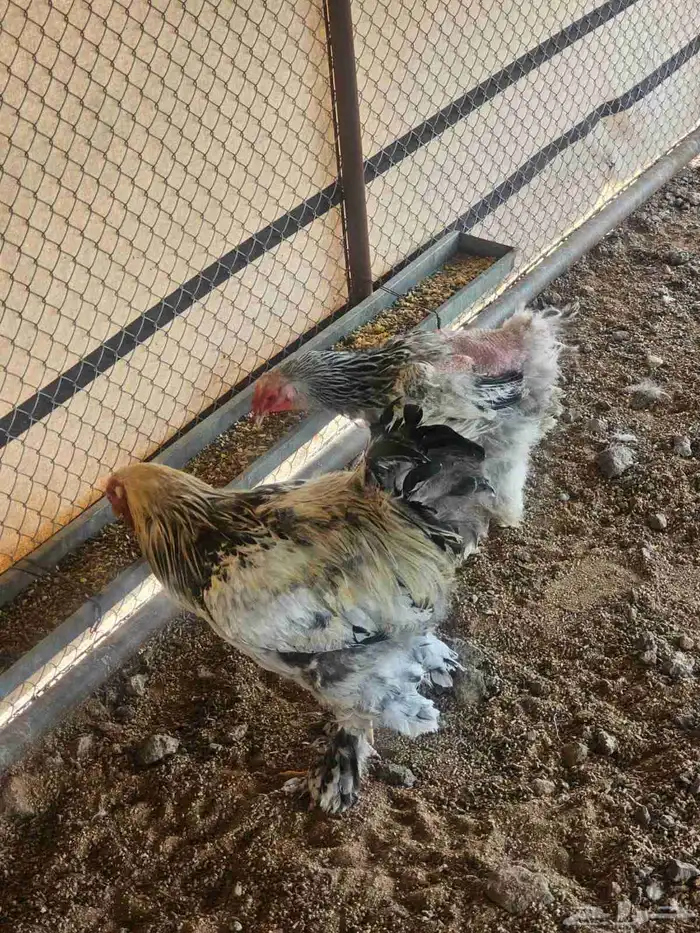 دجاج براهما كلمبي للبيع 0