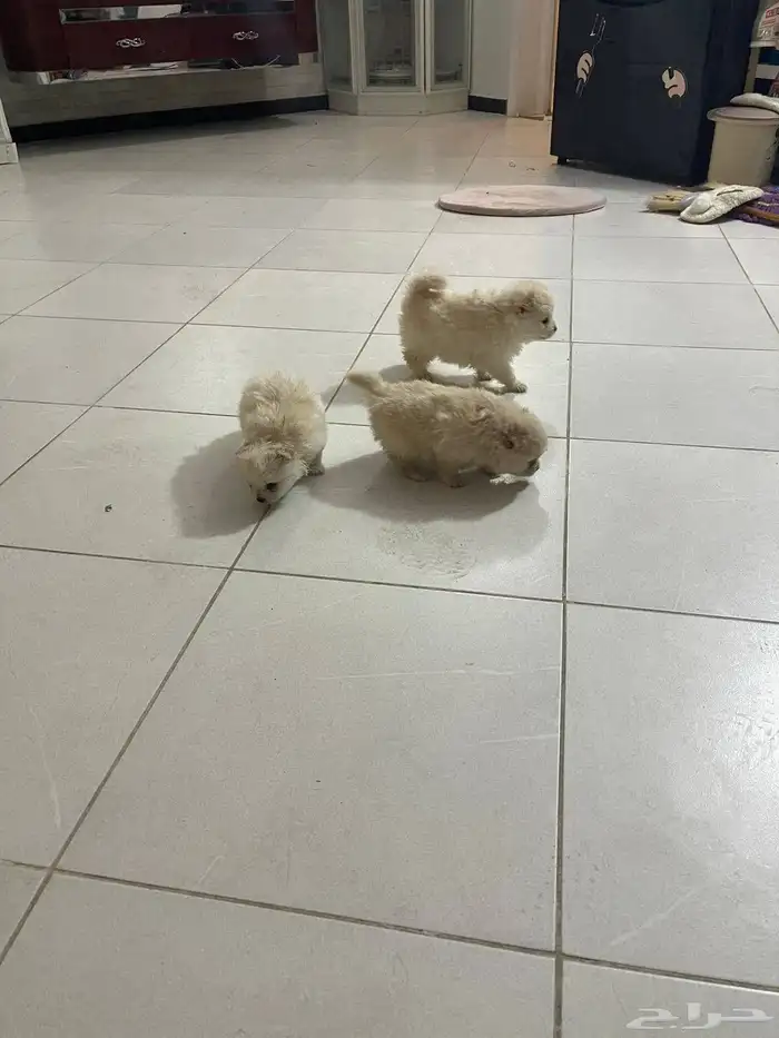 كلاب بومرينيان العمر 45 يوم معاهم جوازات تطعيم الجنس ذكور 5