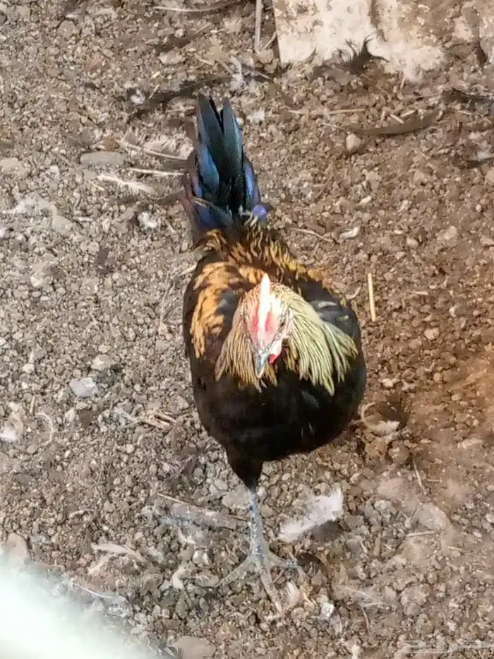 العدد 6 اربعه ديكه صغار سن وثنتين دجاج 0