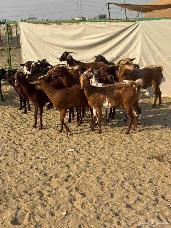 20 ماعز محايليه بالفحل يتبعها 2 ب 1100 ريال للراس جمله 10