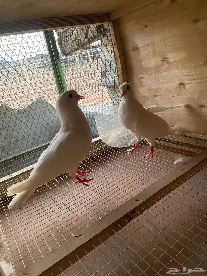 زوج صنعاني توب التوب منتج 1