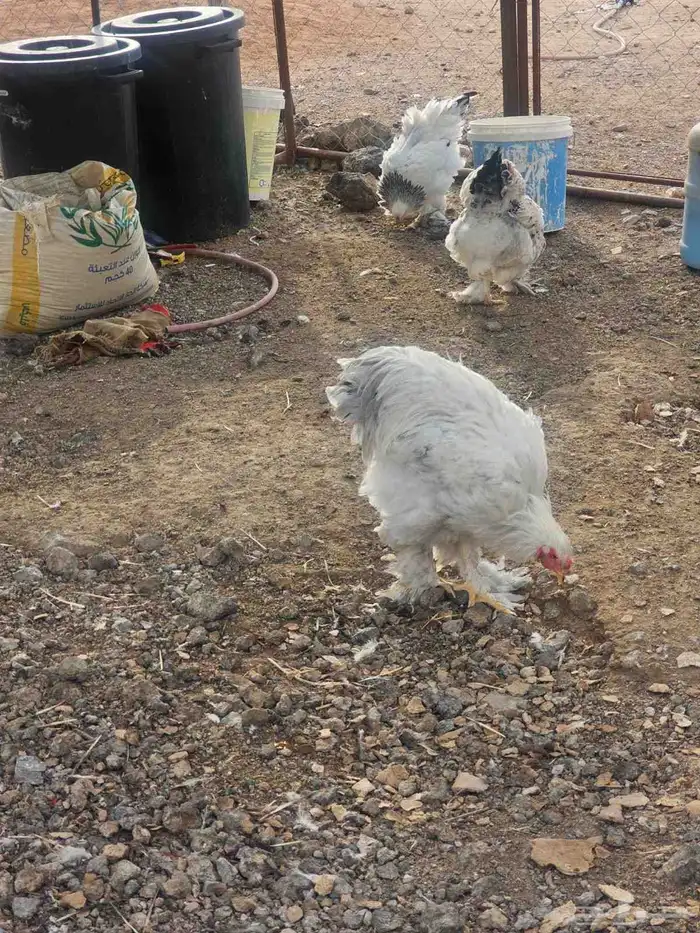 دجاج براهما كلمبي للبيع 3