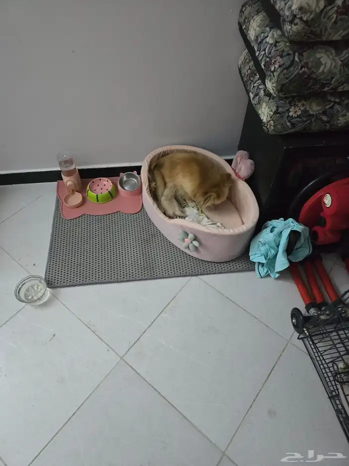 كلاب بومرينيان العمر 45 يوم معاهم جوازات تطعيم الجنس ذكور 7