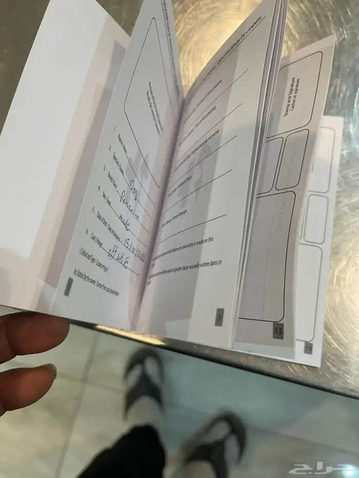 كلاب بومرينيان العمر 45 يوم معاهم جوازات تطعيم الجنس ذكور 1