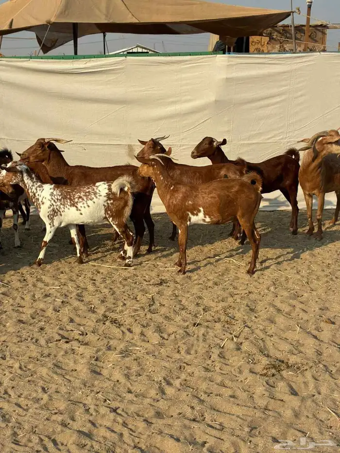 20 ماعز محايليه بالفحل يتبعها 2 ب 1100 ريال للراس جمله 3