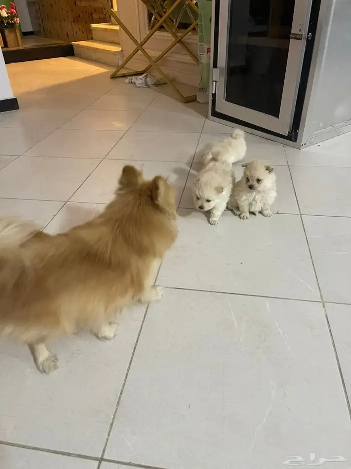 كلاب بومرينيان العمر 45 يوم معاهم جوازات تطعيم الجنس ذكور 6