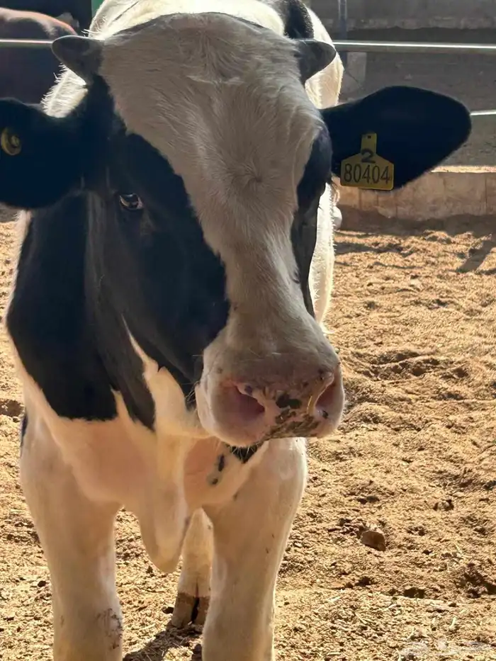 عجول هولندى للبيع جودة وأسعار تنافسيه 6