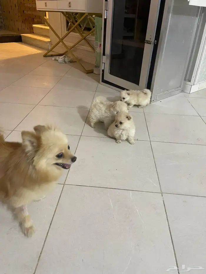 كلاب بومرينيان العمر 45 يوم معاهم جوازات تطعيم الجنس ذكور 4