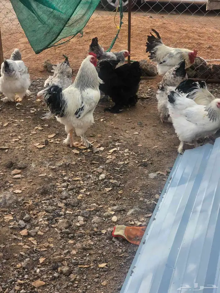 دجاج براهما كلمبي للبيع 14