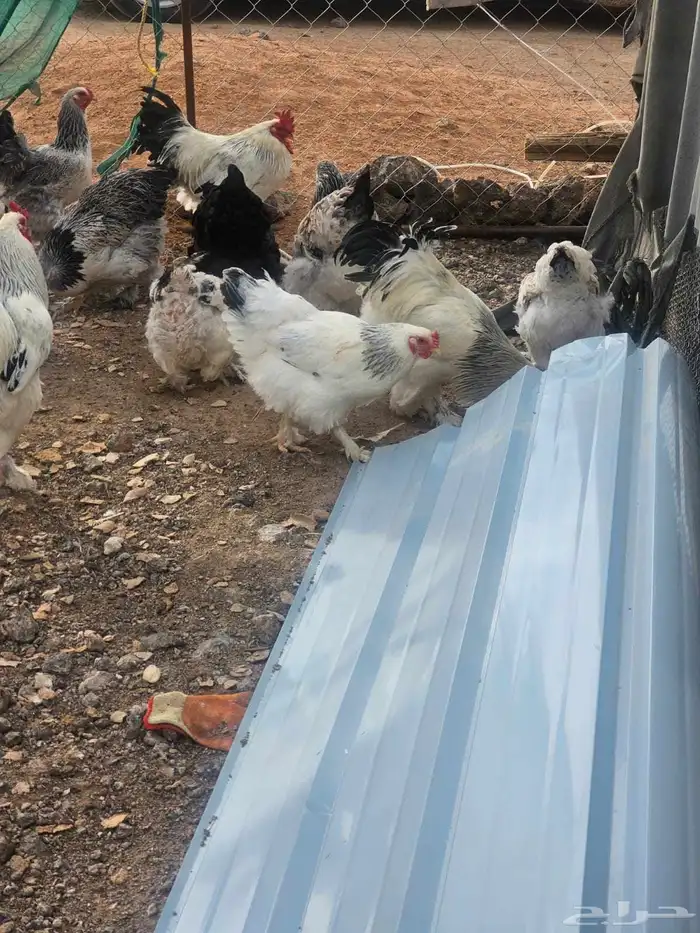 دجاج براهما كلمبي للبيع 6