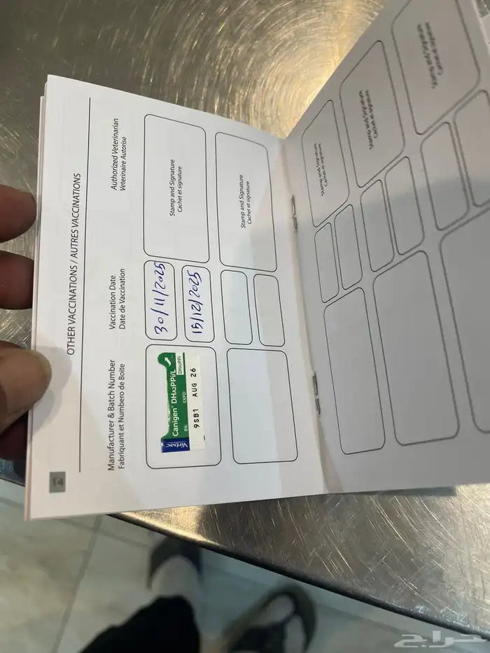 كلاب بومرينيان العمر 45 يوم معاهم جوازات تطعيم الجنس ذكور 2