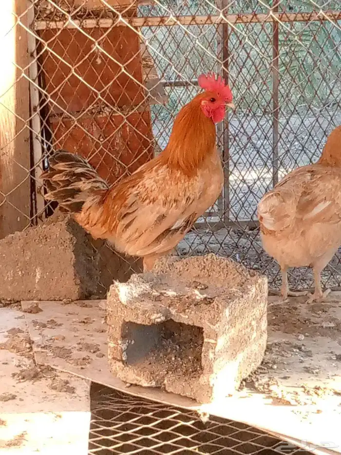 العدد 6 اربعه ديكه صغار سن وثنتين دجاج 1