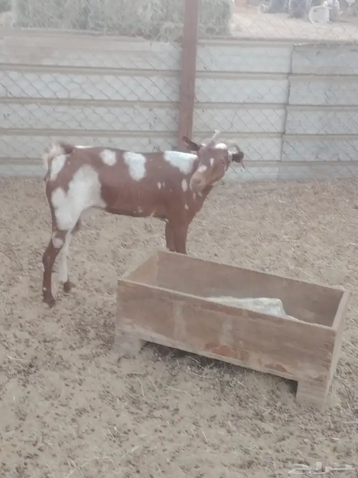 عنز محايلية 1