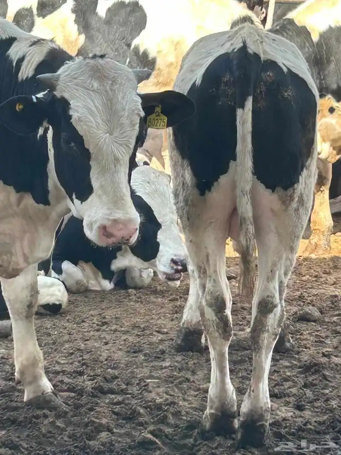 عجول هولندى للبيع جودة وأسعار تنافسيه 8