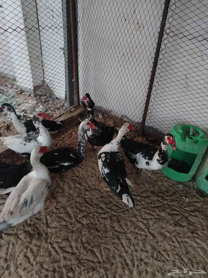 ذكور بط مصري 0