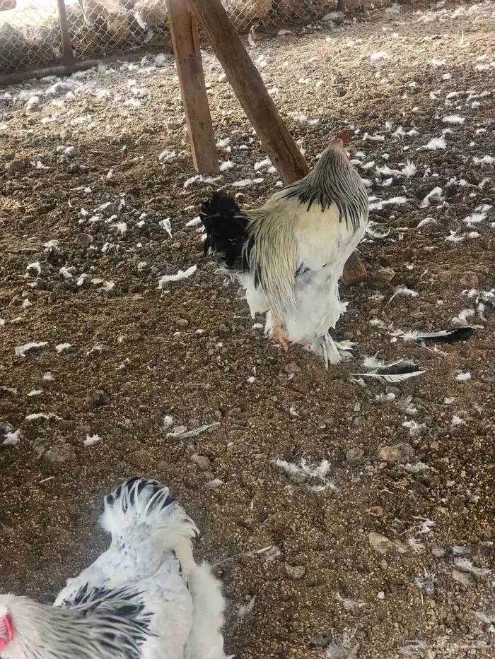 دجاج براهما كلمبي للبيع 13