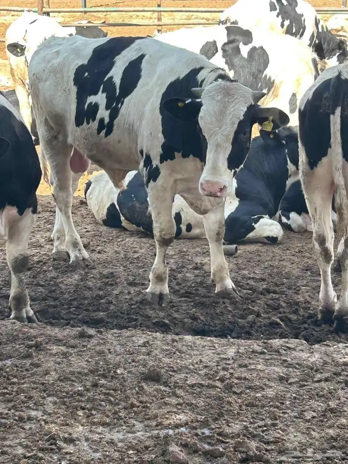 عجول هولندى للبيع جودة وأسعار تنافسيه 7