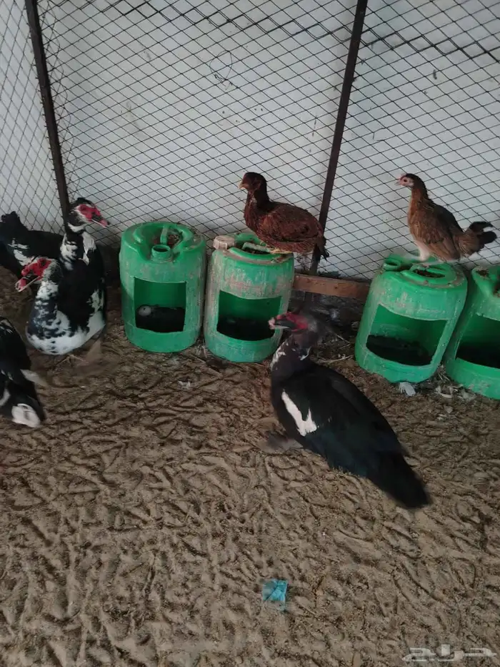 ذكور بط مصري 6