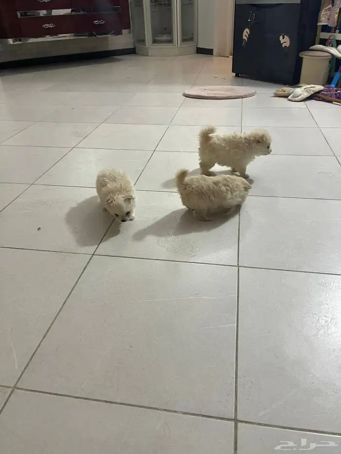 كلاب بومرينيان العمر 45 يوم معاهم جوازات تطعيم الجنس ذكور 3