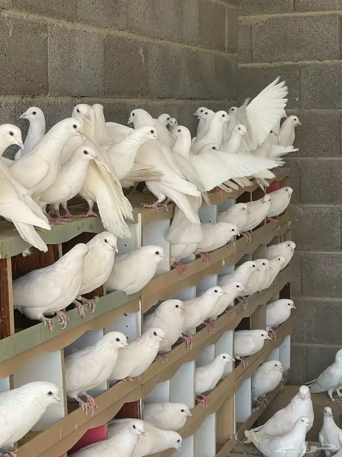 بسم الله الرحمن الرحيم مطلوب زوجين حمام فرنسي 0