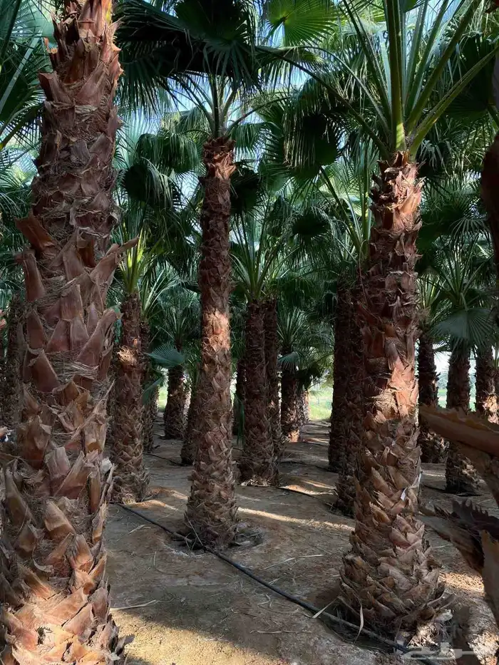 نخل للبيع واشنطنيا زينه 1