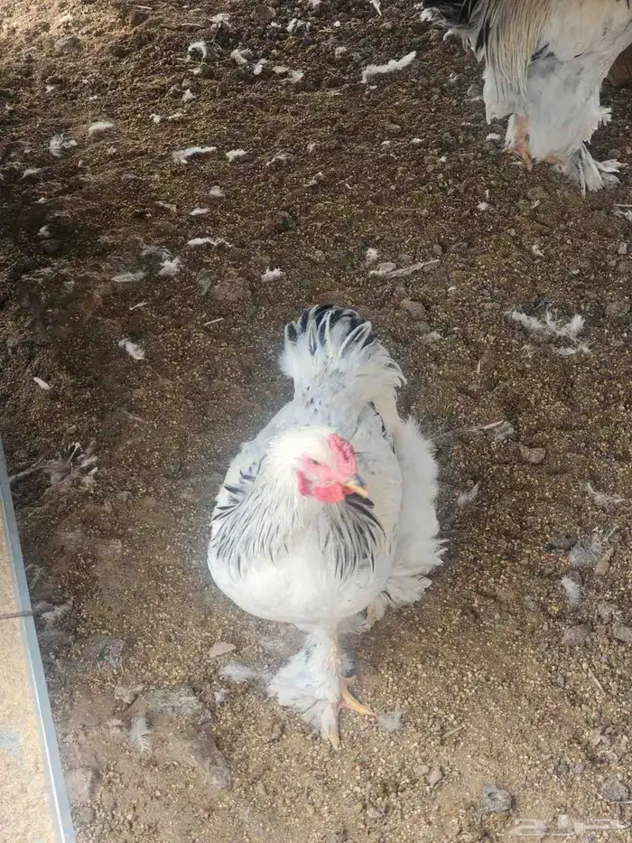 دجاج براهما كلمبي للبيع 4