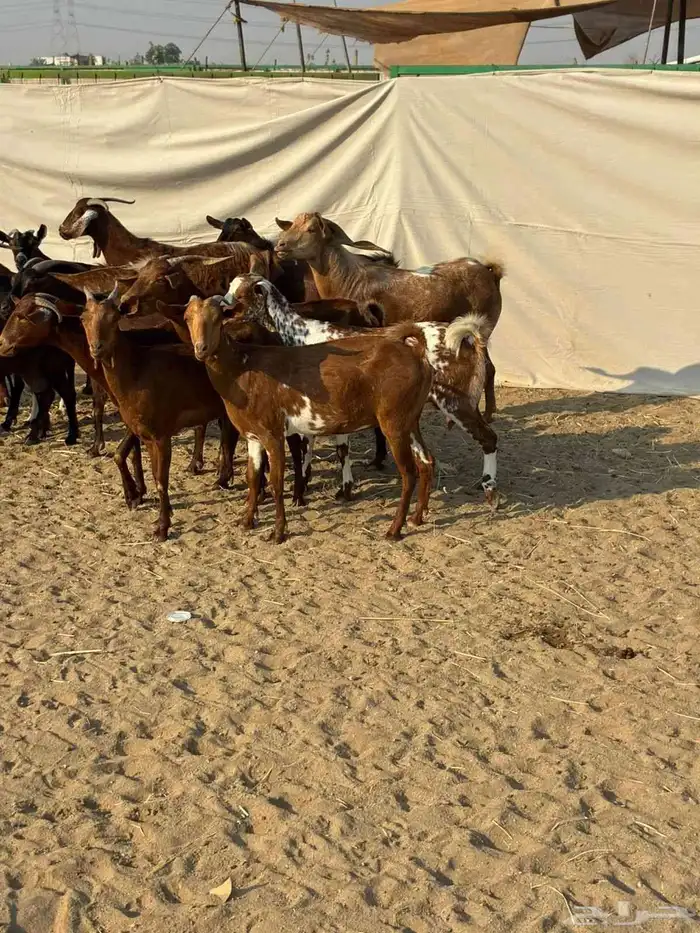 20 ماعز محايليه بالفحل يتبعها 2 ب 1100 ريال للراس جمله 9