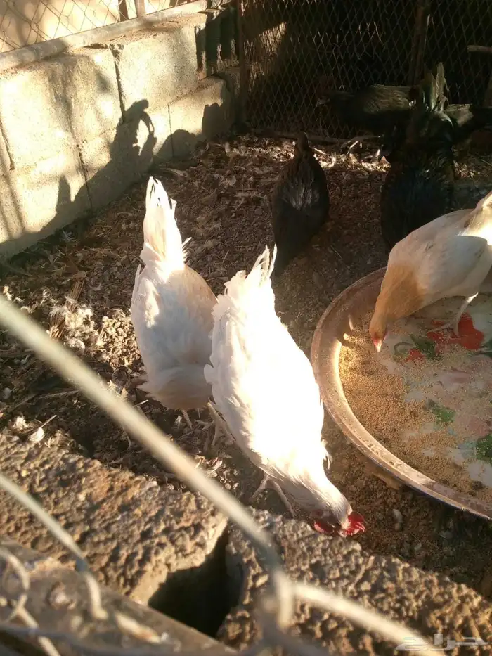 العدد 6 اربعه ديكه صغار سن وثنتين دجاج 3