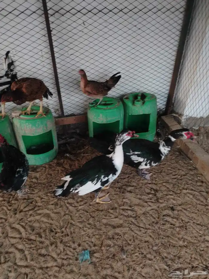 ذكور بط مصري 2