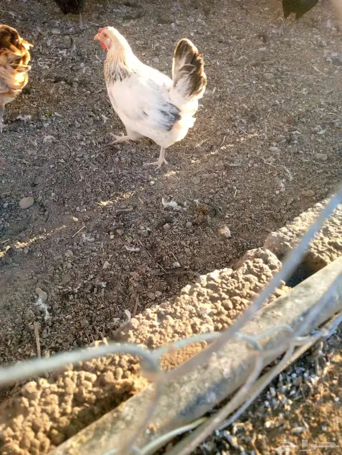 العدد 6 اربعه ديكه صغار سن وثنتين دجاج 4