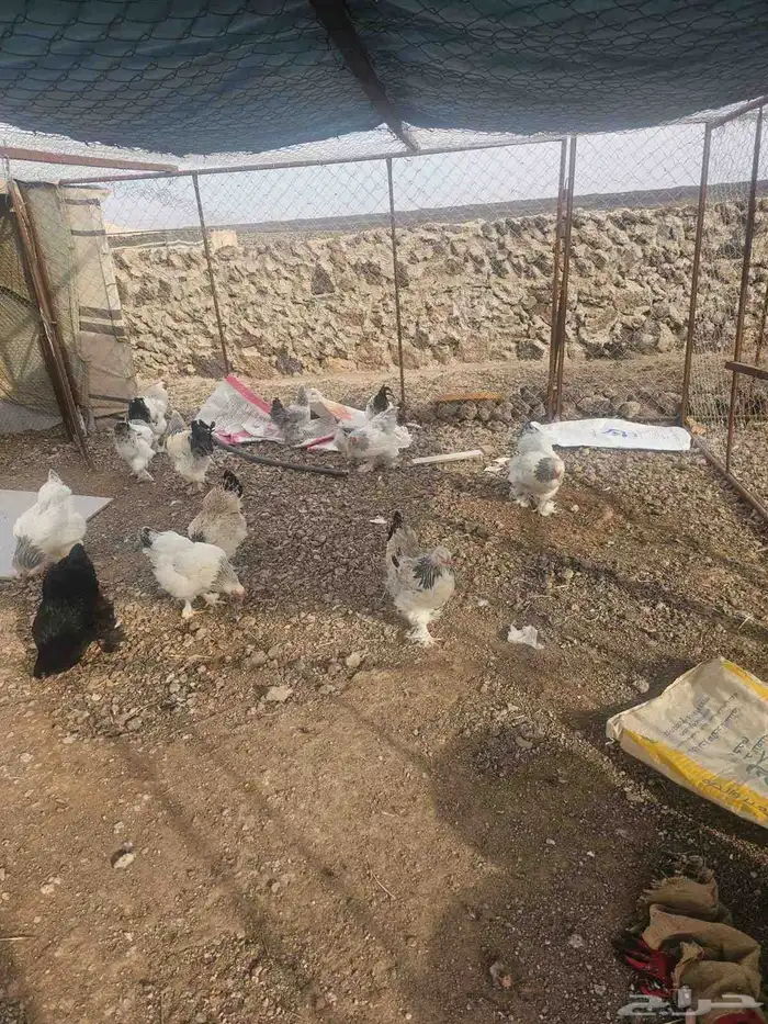 دجاج براهما كلمبي للبيع 8