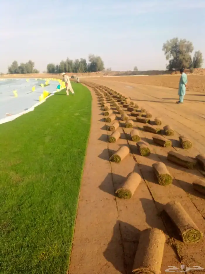 نخل واشنطني نخل مثمر صقعي هلالي ونانه اخلاص سكري برحي غر سلج 7