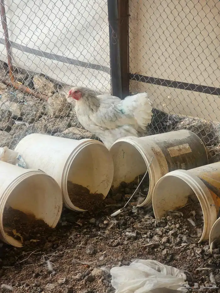 دجاج براهما كلمبي للبيع 2