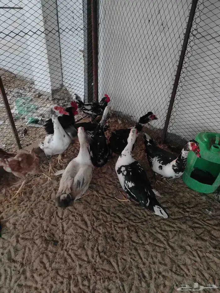 ذكور بط مصري 5