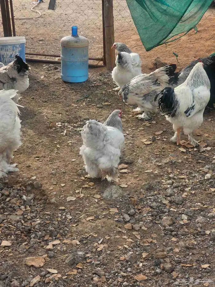دجاج براهما كلمبي للبيع 5
