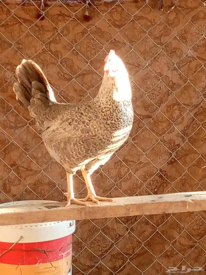 العدد 6 اربعه ديكه صغار سن وثنتين دجاج 2