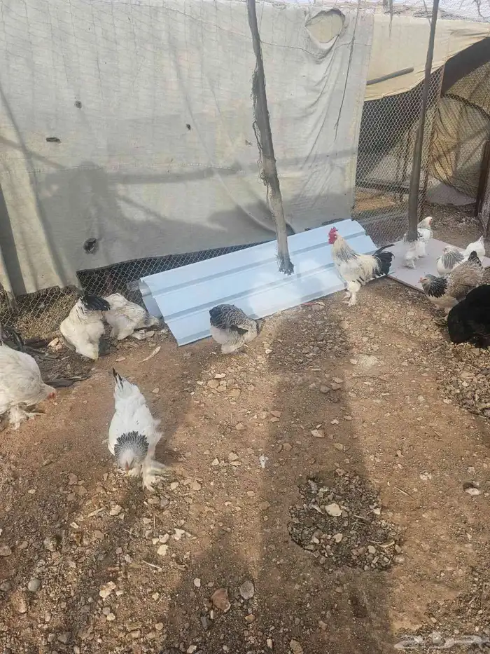 دجاج براهما كلمبي للبيع 11