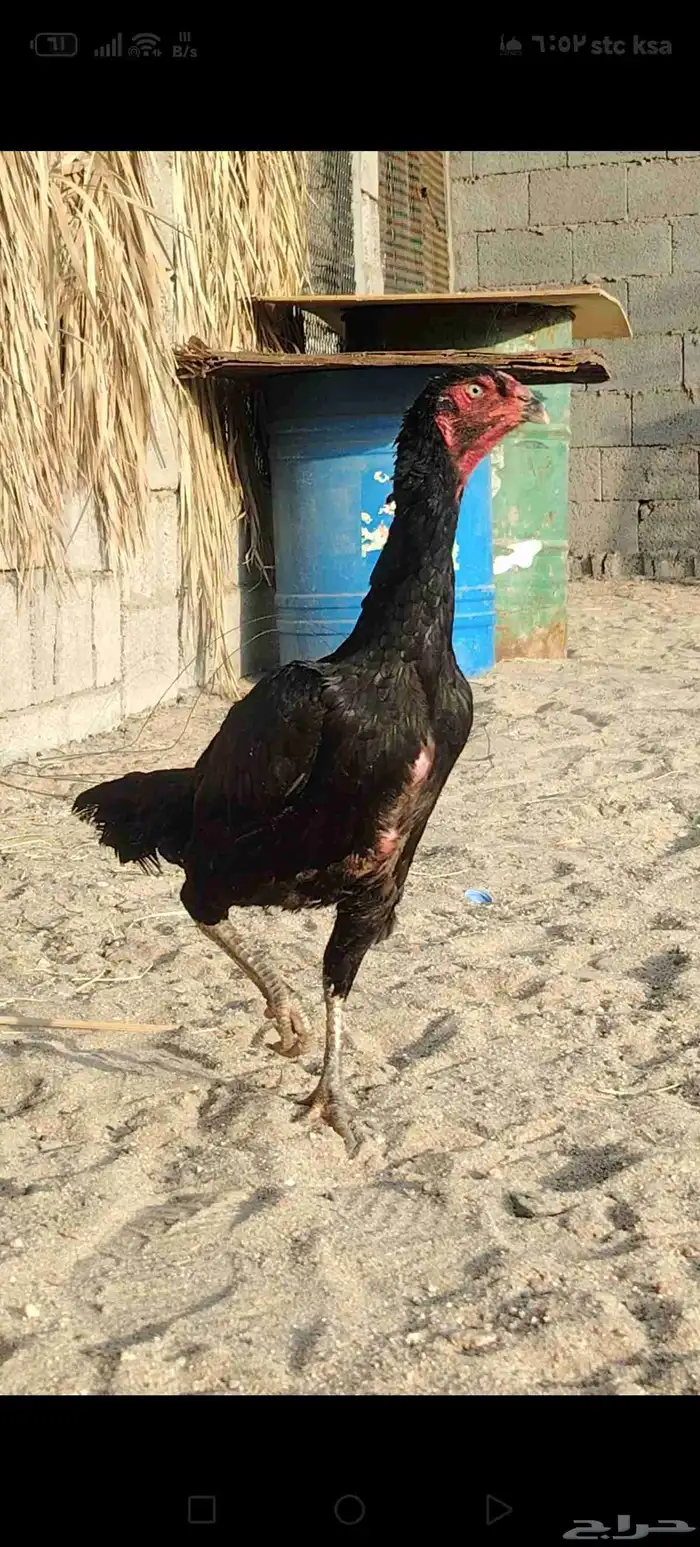 دجاج باكستاني وكل شي بسعره 3