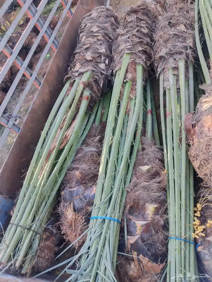 نخل مثمر للبيع نخيل منتج 3